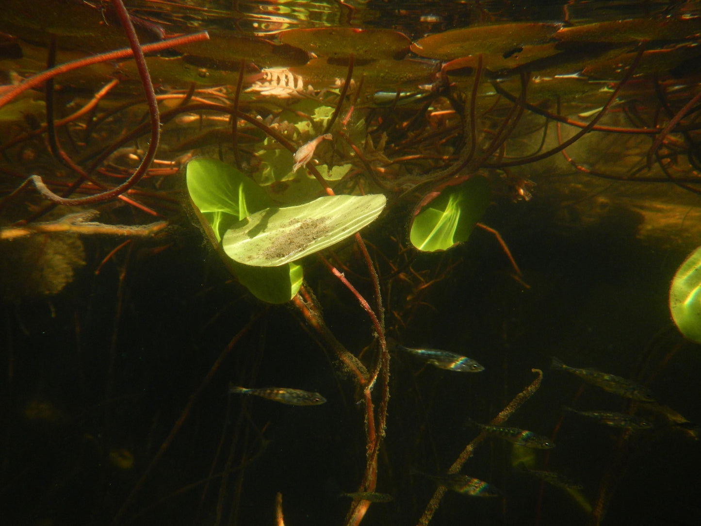 Geniune Cute y2k aesthetic digicam Nikon Coolpix AW 100 waterproof camera with beaded strap PreOwned