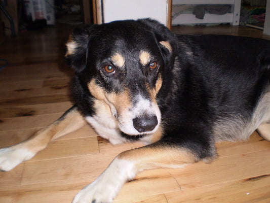 Geniune Cute Y2k Aesthetic Olymlus FE 20 hand decorated digital camera PreOwned